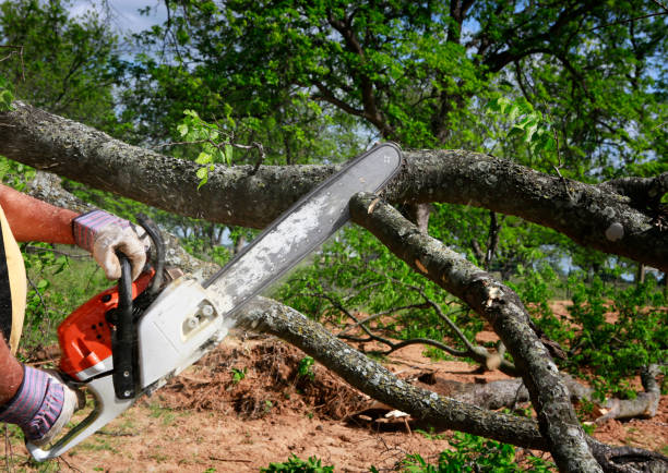 How Our Tree Care Process Works  in  Yanceyville, NC